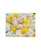 Narcise Narcissus, Double Mixed - Floare Dubla, Multicolor, 14/16, 1 Bulb, Oem