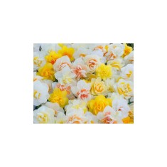 Narcise Narcissus, Double Mixed - Floare Dubla, Multicolor, 14/16, 1 Bulb