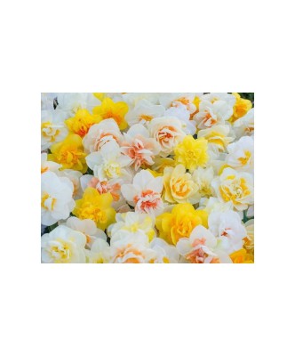 Narcise Narcissus, Double Mixed - Floare Dubla, Multicolor, 14/16, 1 Bulb foto