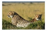 Tablou Canvas, "Gheparzi odihnindu-se &icirc;n savană africană", Cheetah, Savanna, Relaxing, Alert, Spotted, Elegant, Graceful, Majestic, 39 x 26 cm, CMCLAS