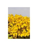 Planta,Vita de Canada, Parthenocissus quinquefolia Yellow Wall PBR P9, ghiveci 9cm