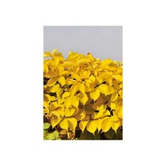 Planta,Vita de Canada, Parthenocissus quinquefolia Yellow Wall PBR P9, ghiveci 9cm