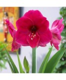 Cumpara ieftin Bulbi Amaryllis Hippeastrum Lilac Favourite 26/28
