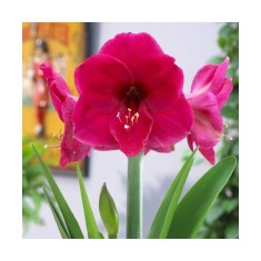 Bulbi Amaryllis Hippeastrum Lilac Favourite 26/28