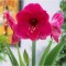 Bulbi Amaryllis Hippeastrum Lilac Favourite 26/28