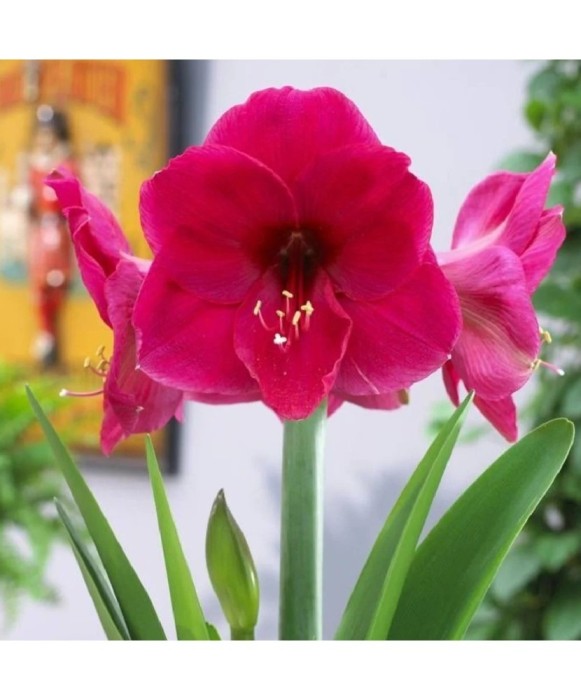 Bulbi Amaryllis Hippeastrum Lilac Favourite 26/28