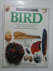 BIRD - WITNESS GUIDES foto