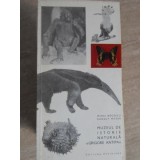 MUZEUL DE ISTORIE NATURALA GRIGORE ANTIPA-MIHAI BACESCU, RUDOLF MAYER-235640