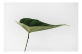 Tablou Canvas, "Eleganța unei frunze solitare", Frunză, Verde, Minimalism, Simplitate, Eleganță, 39 x 26 cm, CMCLASS