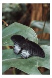 Tablou Canvas, "Fluturele negru pe frunză verde", Fluture, Negru, Aripi, Frunze, Verde, Natură, Delicat, Antene, Exotic, Contrast, Textură, Detaliu, 2