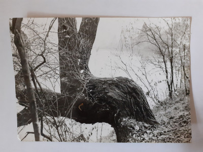 Fotografie dimensiune CP cu un trunchi de copac foto