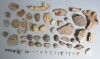 Lot de 65 fosile din Devonian Triasic Jurasic Cretacic Eocen Oligocen Miocen Pliocen Pleistocen Holocen
