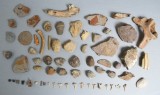 Lot de 65 fosile din Devonian Triasic Jurasic Cretacic Eocen Oligocen Miocen Pliocen Pleistocen Holocen