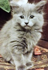 Printesa scottish straight blue longhair adorabila cauta om