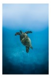 Tablou Canvas, "Turtle dans&acirc;nd &icirc;n ad&acirc;ncuri albastre", Testoasă, Ocean, Albastru, Liniște, Majestuos, Natură, Subacvatic, Libertate, Grație, Splendoare