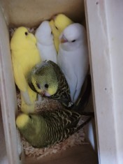 Pui perusi foto