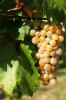 Vita de vie - Furmint, Oem