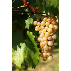 Vita de vie - Furmint