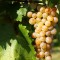 Vita de vie - Furmint