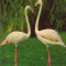 CPIB 15132 - FELICITARE - FLAMINGO. TIPARITA IN GERMANIA, HORN