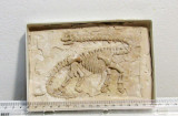 Dinozaur fosil Coelophysis.Mulaj ceramic,lucrat manual si autentificat.