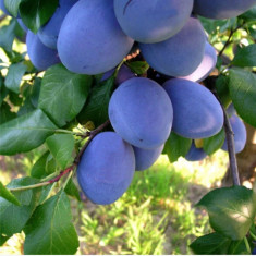 Țuică de prune