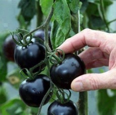 Seminte tomate negre Kumato,10 seminte foto