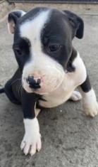 Vand 2 feti?e Amstaff foto