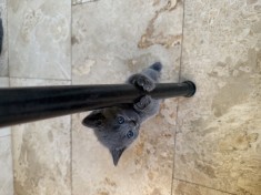 Puiuti british shorthair de vanzare