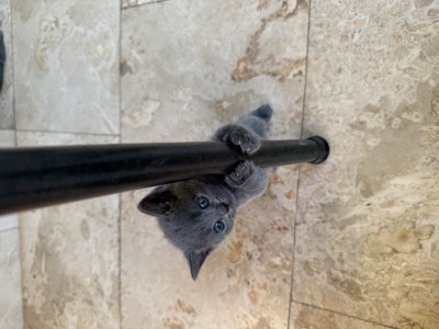 Puiuti british shorthair de vanzare foto