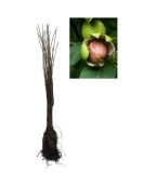 Nuc 120-150 cm , Juglans Regia , radacina libera, Oem