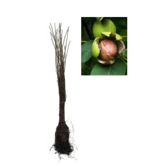 Nuc 120-150 cm , Juglans Regia , radacina libera