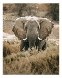 Tablou Canvas, "Gigantul pășește printre tufișuri verzi", Elefant, Savana, Urechi, Colți, Bl&acirc;ndețe, 26 x 39 cm, CMCLASS