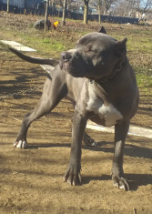 Amstaff blue 10 luni foto