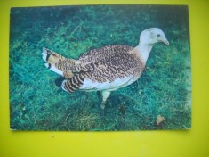 HOPCT 8960 DROPIE [ OTIS TARDA ] PASARE OCROTITA-PASARI -FAUNA -NECIRCULATA