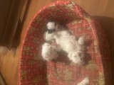 Bichon maltez mini toy, [en.casa]