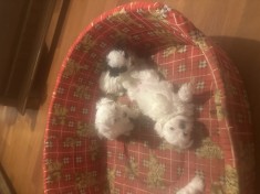 Bichon maltez mini toy