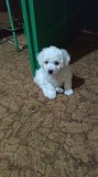 Bishon frese 6 săptăm&acirc;ni, Pedigree