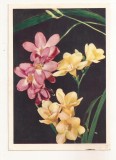 FA72-Carte Postala- RUSIA - Pravda, Frezii, necirculata 1965
