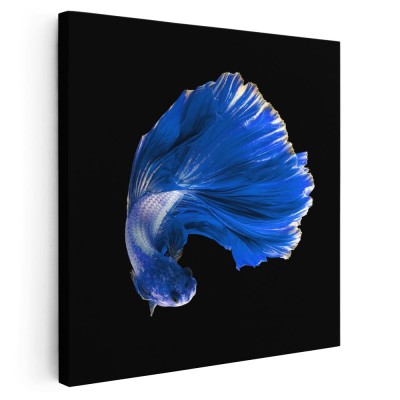 Tablou peste pesti betta albastru 1703 Tablou canvas pe panza CU RAMA 60x60 cm foto
