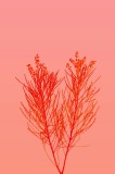 Tablou Canvas, "Ritm vegetal pe fundal roz", Ramură, Roșu, Minimalism, Natură, Simplu, Frumusețe, 26 x 39 cm, CMCLASS