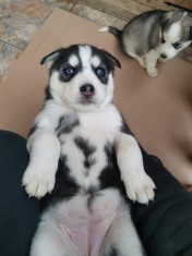 Husky siberian foto