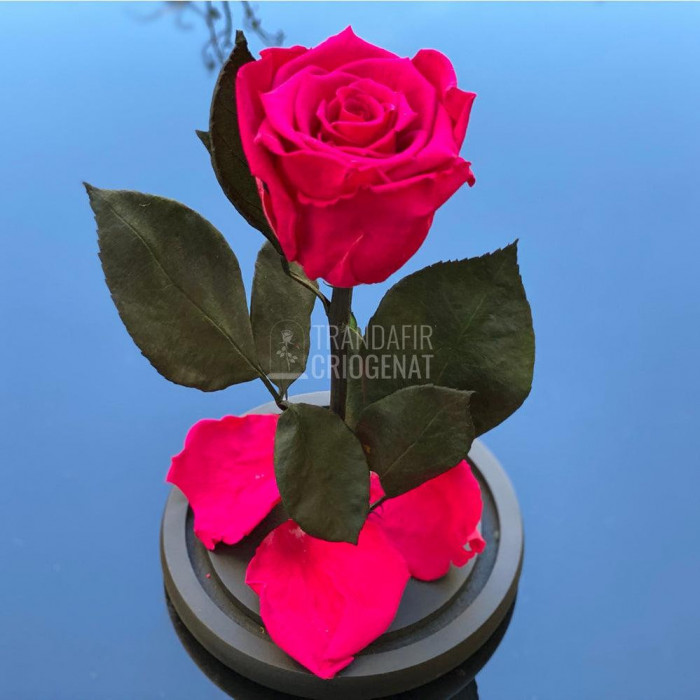 Trandafir Criogenat ciclam inchis &Oslash;6,5cm in cupola 12x25cm