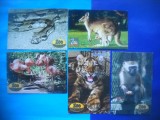 HOPCT LOT NR 1042 ANIMALE EXOTICE-FAUNA--5 CARTI POSTALE-NECIRCULATE