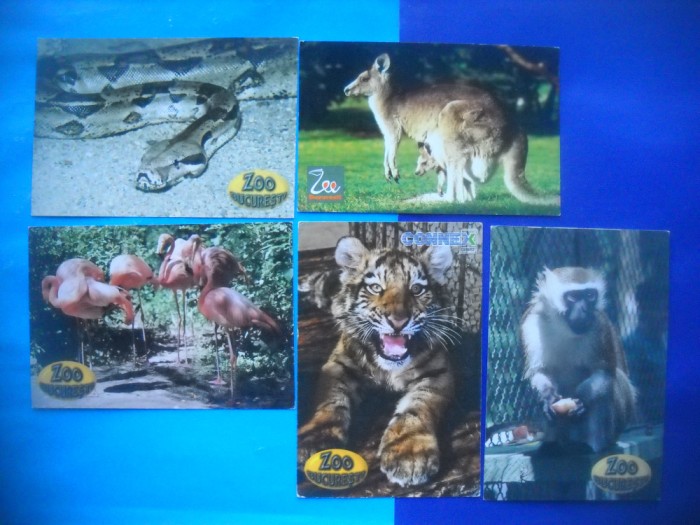 HOPCT LOT NR 1042 ANIMALE EXOTICE-FAUNA--5 CARTI POSTALE-NECIRCULATE