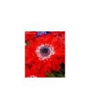 Anemone, Coronaria Governor, Rosu, 5/6, 1 Bulb
