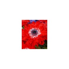 Anemone, Coronaria Governor, Rosu, 5/6, 1 Bulb