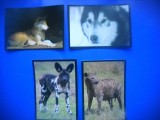 HOPCT LOT NR 58 / 4 CARTONASE -ANIMALE CANINE / FAUNA- ITALIA