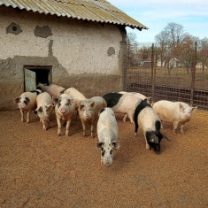 porci de tara crescuti natural