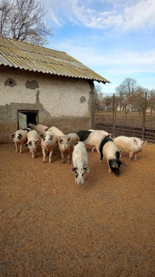 porci de tara crescuti natural foto